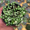Senecio Rowleyanus Variegated / String Of Pearl Variegated, real feature image plant. Picture taken directly from kaktus.id community Senecio farmer green houses.