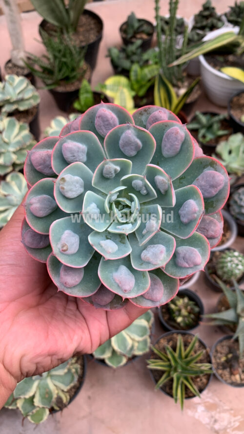 Echeveria Raindrop, real gallery image #6 plants. Picture taken directly from kaktus.id community Echeveria farmer green houses.