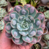 Echeveria Raindrop, real feature image plant. Picture taken directly from kaktus.id community Echeveria farmer green houses.