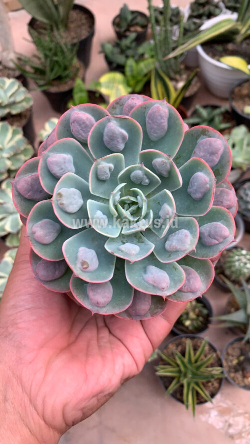 Echeveria Raindrop, real gallery image #5 plants. Picture taken directly from kaktus.id community Echeveria farmer green houses.