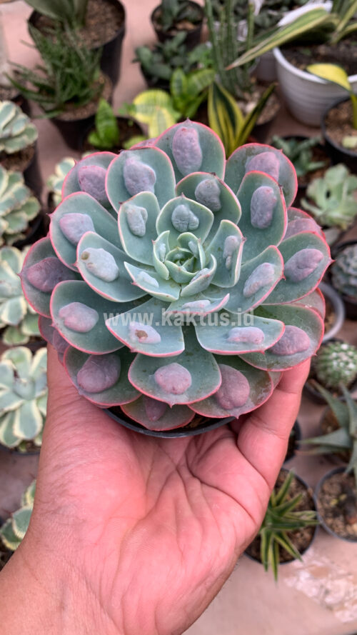 Echeveria Raindrop, real gallery image #1 plants. Picture taken directly from kaktus.id community Echeveria farmer green houses.