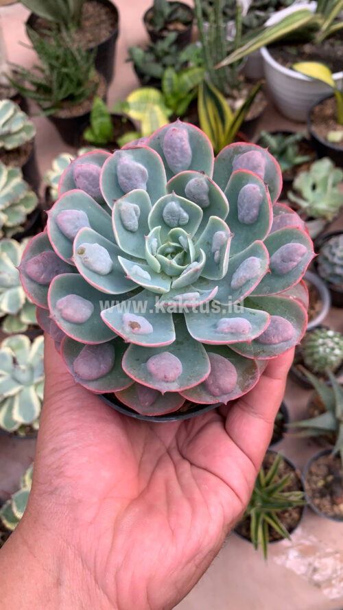 Echeveria Raindrop, real gallery image #4 plants. Picture taken directly from kaktus.id community Echeveria farmer green houses.