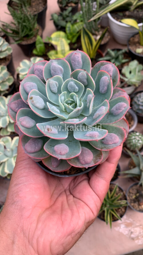 Echeveria Raindrop, real gallery image #3 plants. Picture taken directly from kaktus.id community Echeveria farmer green houses.