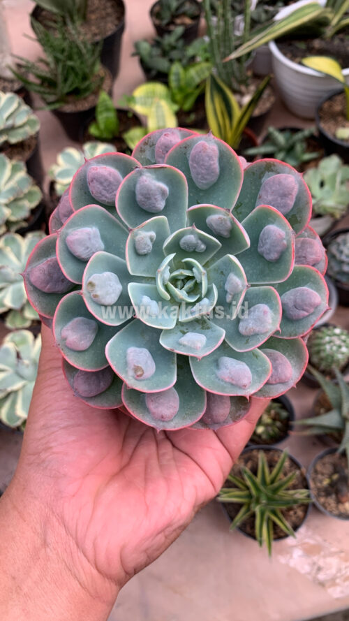 Echeveria Raindrop, real gallery image #2 plants. Picture taken directly from kaktus.id community Echeveria farmer green houses.