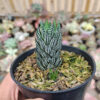 Haworthia Reinwardtii Kaffirdriftensis, real gallery image #2 plants. Picture taken directly from kaktus.id community Haworthia farmer green houses.