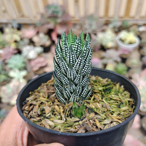 Haworthia Reinwardtii Kaffirdriftensis, real gallery image #3 plants. Picture taken directly from kaktus.id community Haworthia farmer green houses.