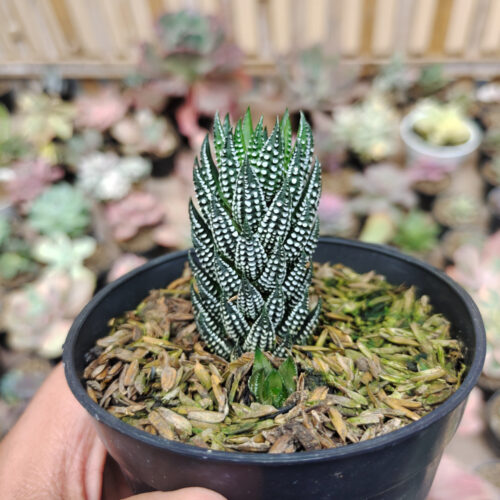 Haworthia Reinwardtii Kaffirdriftensis, real gallery image #4 plants. Picture taken directly from kaktus.id community Haworthia farmer green houses.