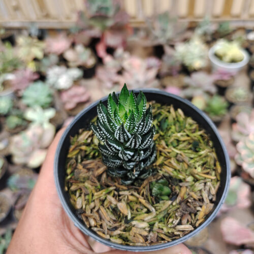 Haworthia Reinwardtii Kaffirdriftensis, real gallery image #5 plants. Picture taken directly from kaktus.id community Haworthia farmer green houses.