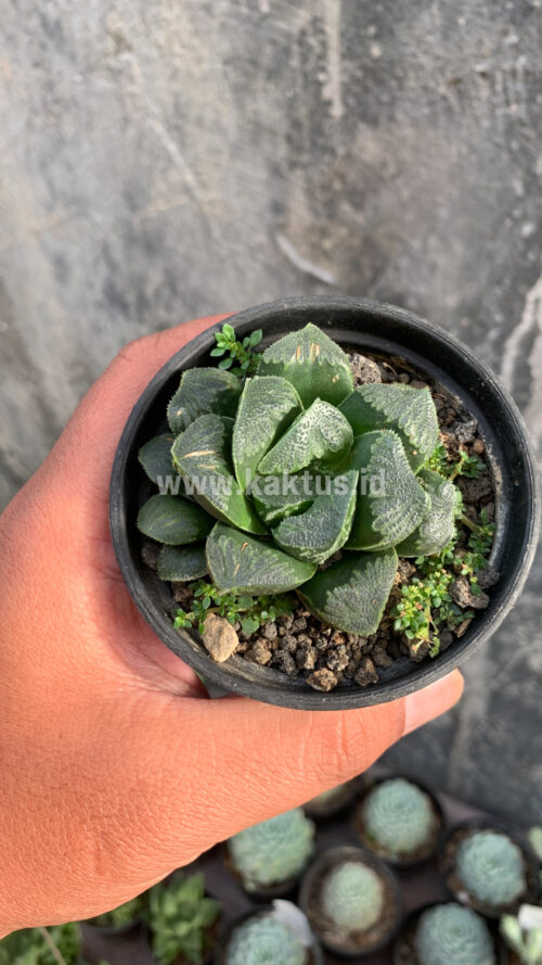 Haworthia Truncata Maughanii, real gallery image #10 plants. Picture taken directly from kaktus.id community Haworthia farmer green houses.