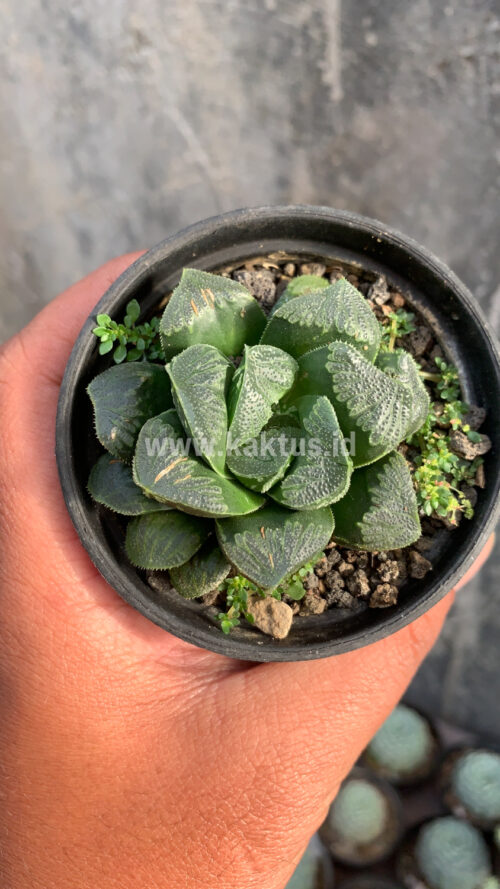 Haworthia Truncata Maughanii, real gallery image #8 plants. Picture taken directly from kaktus.id community Haworthia farmer green houses.