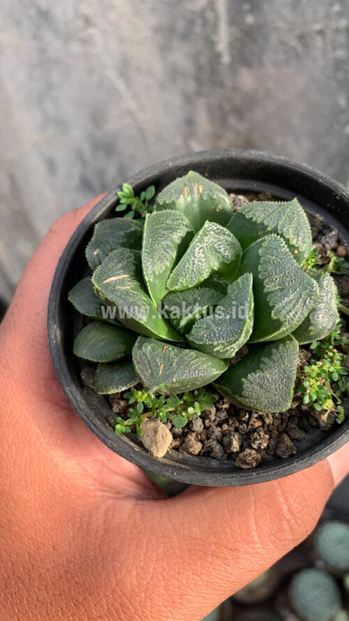 Haworthia Truncata Maughanii, real gallery image #7 plants. Picture taken directly from kaktus.id community Haworthia farmer green houses.