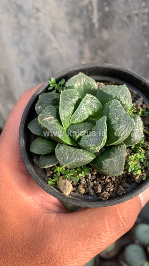 Haworthia Truncata Maughanii, real gallery image #5 plants. Picture taken directly from kaktus.id community Haworthia farmer green houses.