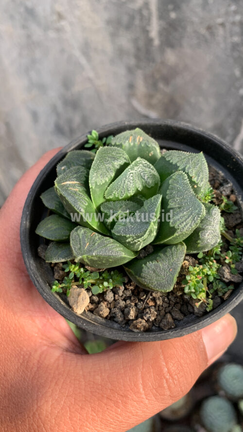 Haworthia Truncata Maughanii, real gallery image #3 plants. Picture taken directly from kaktus.id community Haworthia farmer green houses.
