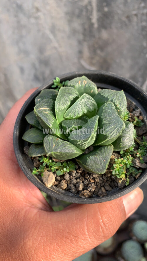 Haworthia Truncata Maughanii, real gallery image #1 plants. Picture taken directly from kaktus.id community Haworthia farmer green houses.