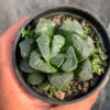 Haworthia Truncata Maughanii, real feature image plant. Picture taken directly from kaktus.id community Haworthia farmer green houses.