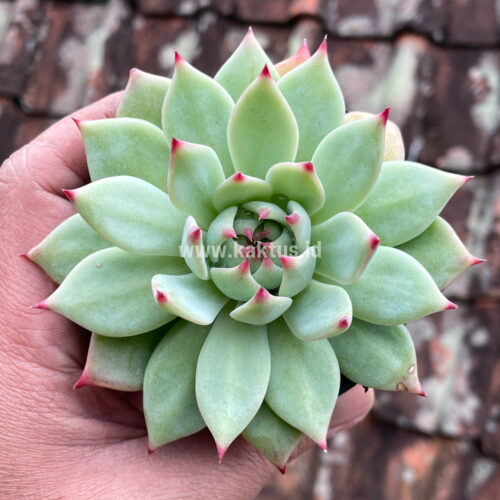 Echeveria Shimoyama Colorata / Echeveria Chihuahua, real gallery image #2 plants. Picture taken directly from kaktus.id community Echeveria farmer green houses.