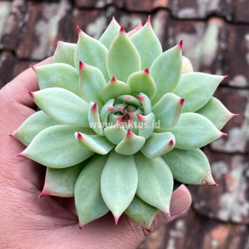 Echeveria Shimoyama Colorata / Echeveria Chihuahua, real gallery image #4 plants. Picture taken directly from kaktus.id community Echeveria farmer green houses.