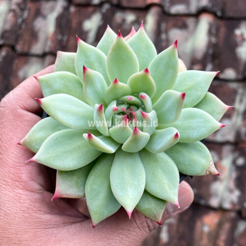 Echeveria Shimoyama Colorata / Echeveria Chihuahua, real gallery image #5 plants. Picture taken directly from kaktus.id community Echeveria farmer green houses.