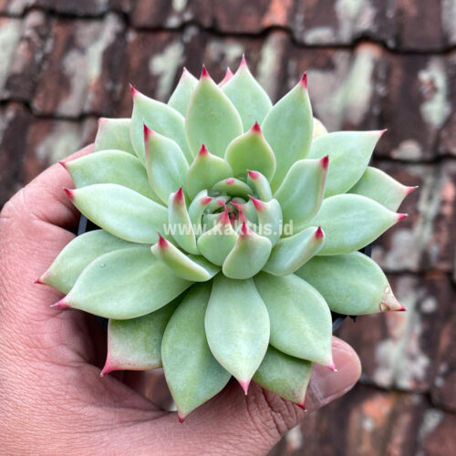 Echeveria Shimoyama Colorata / Echeveria Chihuahua, real gallery image #8 plants. Picture taken directly from kaktus.id community Echeveria farmer green houses.