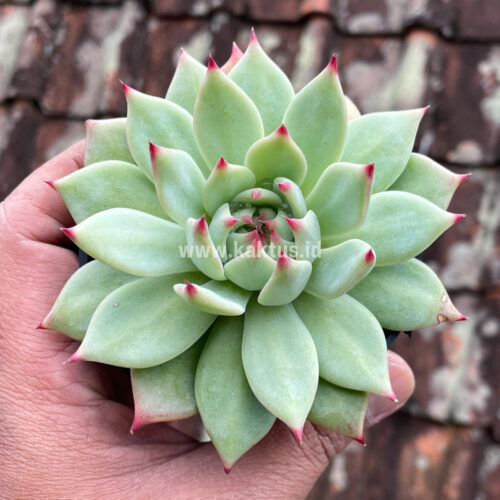 Echeveria Shimoyama Colorata / Echeveria Chihuahua, real gallery image #9 plants. Picture taken directly from kaktus.id community Echeveria farmer green houses.