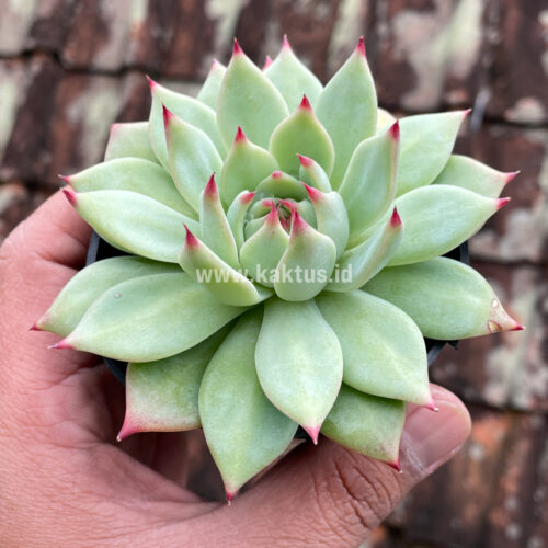 Echeveria Shimoyama Colorata / Echeveria Chihuahua, real gallery image #1 plants. Picture taken directly from kaktus.id community Echeveria farmer green houses.