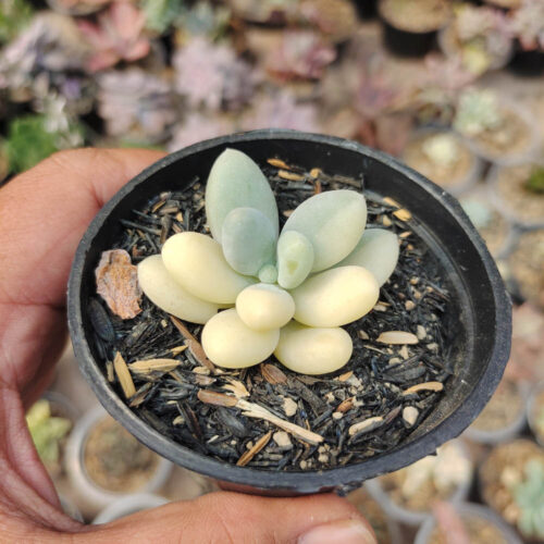 Pachyphytum Oviferum - Moonstones Mutation Variegated, real gallery image #3 plants. Picture taken directly from kaktus.id community Pachyphytum farmer green houses.
