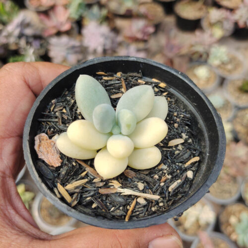 Pachyphytum Oviferum - Moonstones Mutation Variegated, real gallery image #4 plants. Picture taken directly from kaktus.id community Pachyphytum farmer green houses.