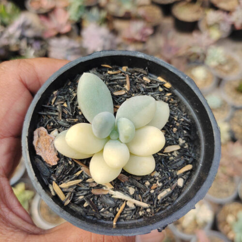 Pachyphytum Oviferum - Moonstones Mutation Variegated, real gallery image #1 plants. Picture taken directly from kaktus.id community Pachyphytum farmer green houses.