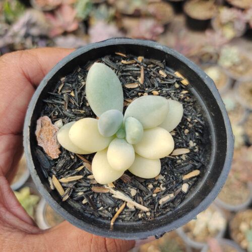 Pachyphytum Oviferum - Moonstones Mutation Variegated, real gallery image #5 plants. Picture taken directly from kaktus.id community Pachyphytum farmer green houses.