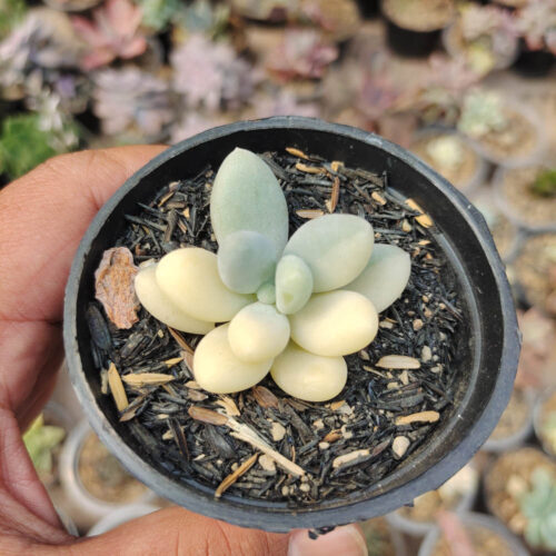 Pachyphytum Oviferum - Moonstones Mutation Variegated, real gallery image #2 plants. Picture taken directly from kaktus.id community Pachyphytum farmer green houses.