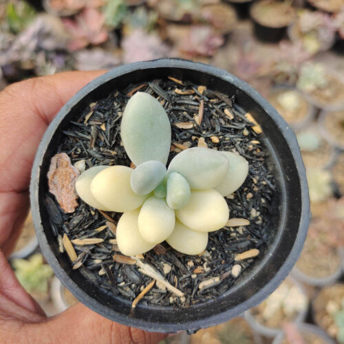 Pachyphytum Oviferum - Moonstones Mutation Variegated, real gallery image #6 plants. Picture taken directly from kaktus.id community Pachyphytum farmer green houses.