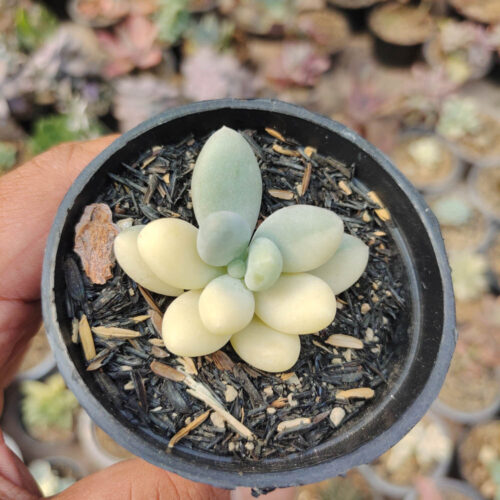 Pachyphytum Oviferum - Moonstones Mutation Variegated, real gallery image #7 plants. Picture taken directly from kaktus.id community Pachyphytum farmer green houses.