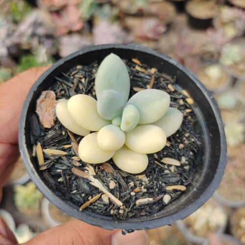 Pachyphytum Oviferum - Moonstones Mutation Variegated, real gallery image #8 plants. Picture taken directly from kaktus.id community Pachyphytum farmer green houses.
