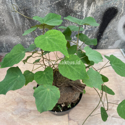 Stephania Venosa, real gallery image #13 plants. Picture taken directly from kaktus.id community Stephania farmer green houses.