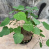 Stephania Venosa, real feature image plant. Picture taken directly from kaktus.id community Stephania farmer green houses.