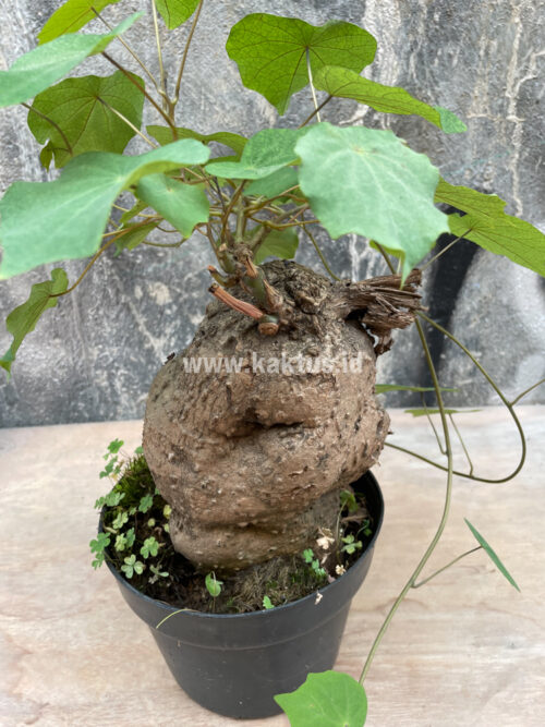 Stephania Venosa, real gallery image #6 plants. Picture taken directly from kaktus.id community Stephania farmer green houses.