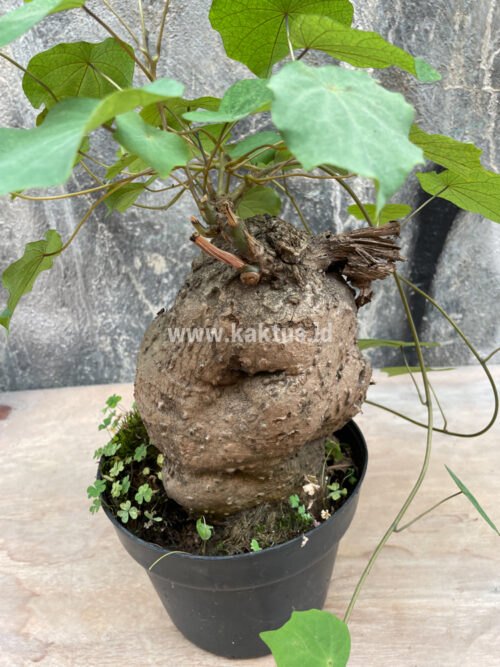 Stephania Venosa, real gallery image #12 plants. Picture taken directly from kaktus.id community Stephania farmer green houses.