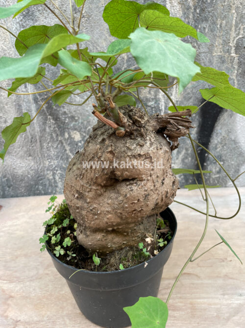 Stephania Venosa, real gallery image #2 plants. Picture taken directly from kaktus.id community Stephania farmer green houses.