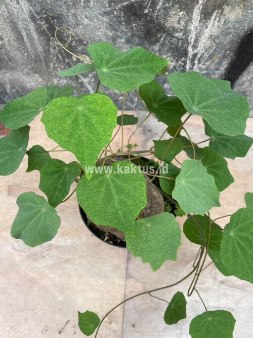 Stephania Venosa, real gallery image #5 plants. Picture taken directly from kaktus.id community Stephania farmer green houses.