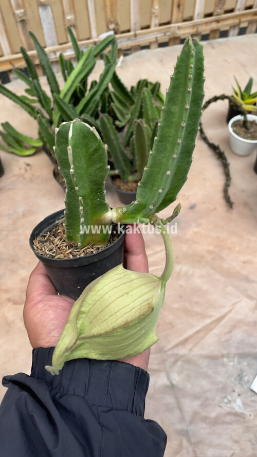 Stapelia Gigantea, real gallery image #6 plants. Picture taken directly from kaktus.id community Stapelia farmer green houses.