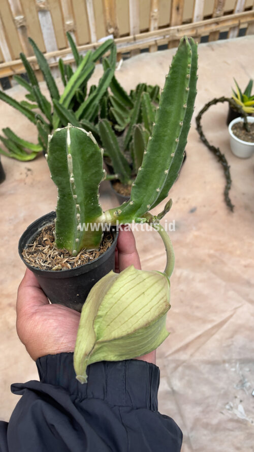 Stapelia Gigantea, real gallery image #2 plants. Picture taken directly from kaktus.id community Stapelia farmer green houses.