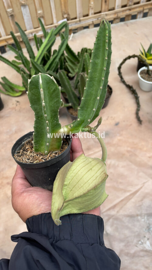 Stapelia Gigantea, real gallery image #15 plants. Picture taken directly from kaktus.id community Stapelia farmer green houses.