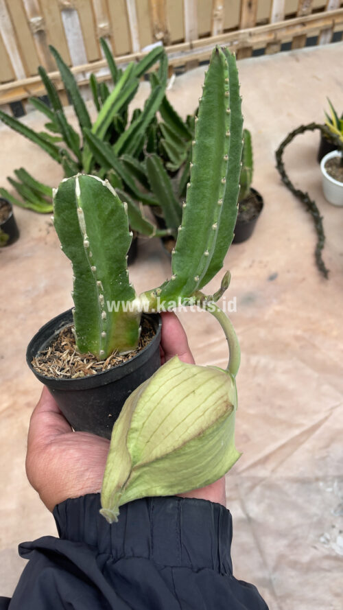 Stapelia Gigantea, real gallery image #8 plants. Picture taken directly from kaktus.id community Stapelia farmer green houses.