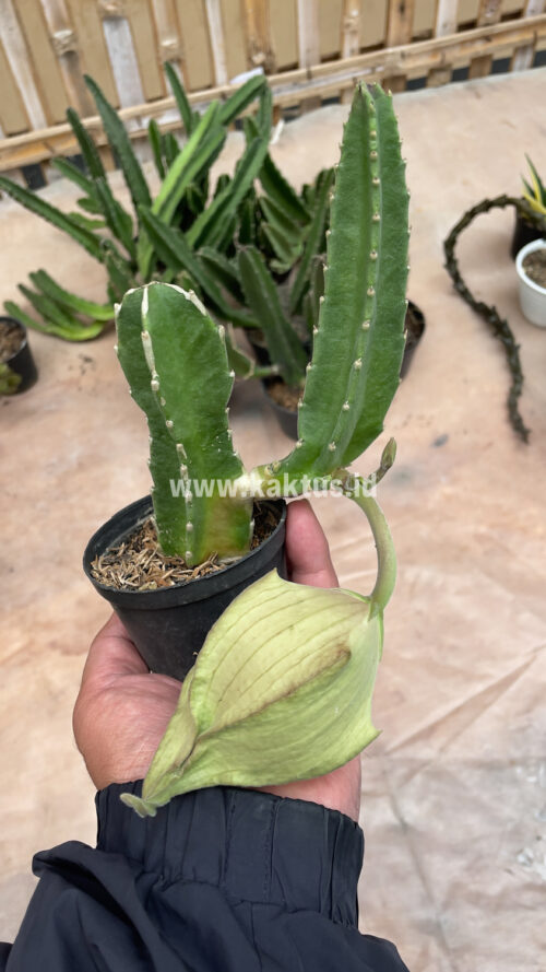 Stapelia Gigantea, real gallery image #5 plants. Picture taken directly from kaktus.id community Stapelia farmer green houses.