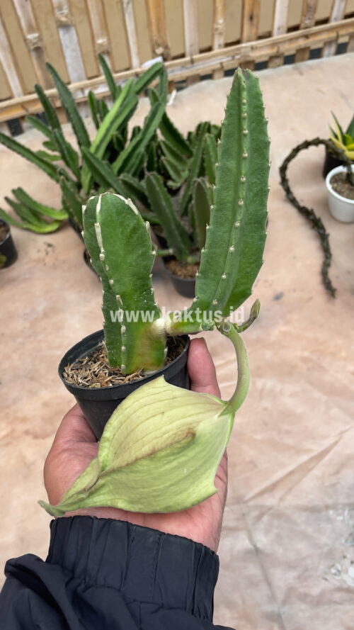 Stapelia Gigantea, real gallery image #4 plants. Picture taken directly from kaktus.id community Stapelia farmer green houses.