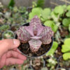 Kalanchoe Humilis, real feature image plant. Picture taken directly from kaktus.id community Kalanchoe farmer green houses.