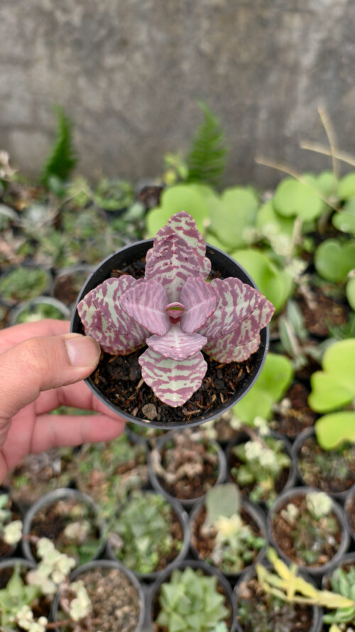 Kalanchoe Humilis, real gallery image #18 plants. Picture taken directly from kaktus.id community Kalanchoe farmer green houses.