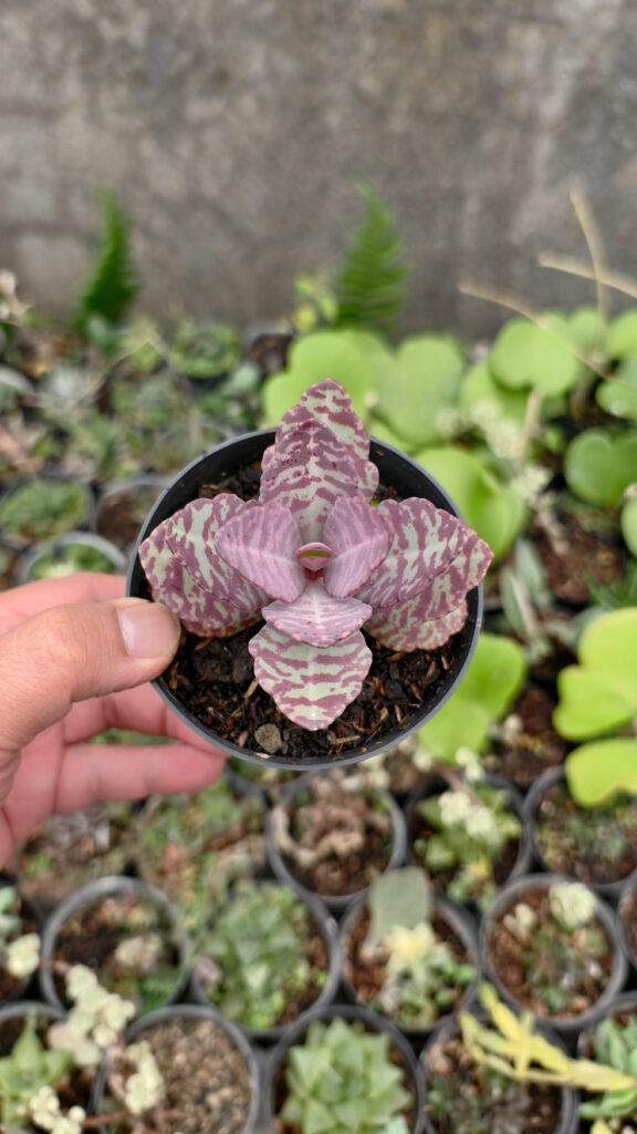 kaktus.id