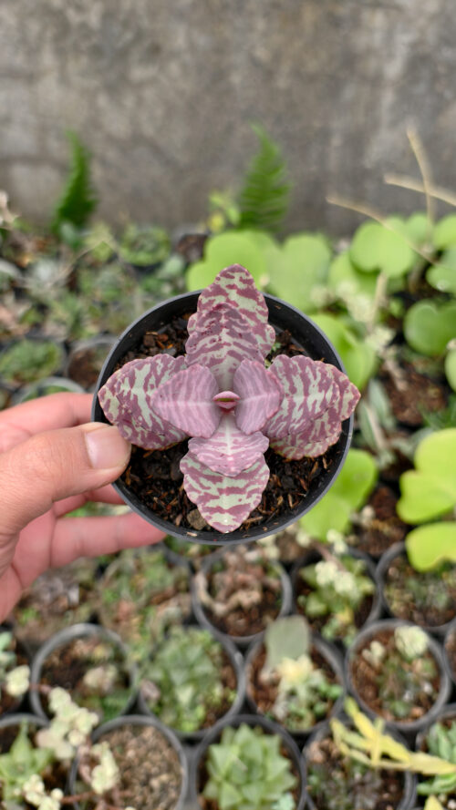 Kalanchoe Humilis, real gallery image #20 plants. Picture taken directly from kaktus.id community Kalanchoe farmer green houses.