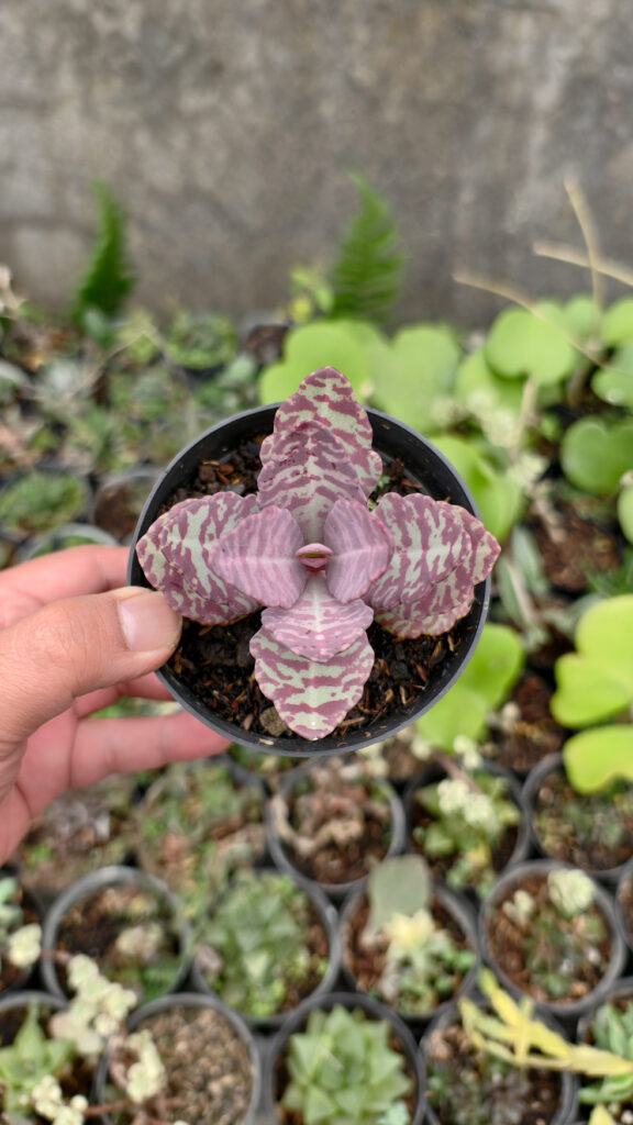 kaktus.id